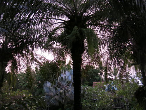 sunset skies and trees at Bali Purnati