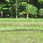 rice paddies in Ubud, Bali