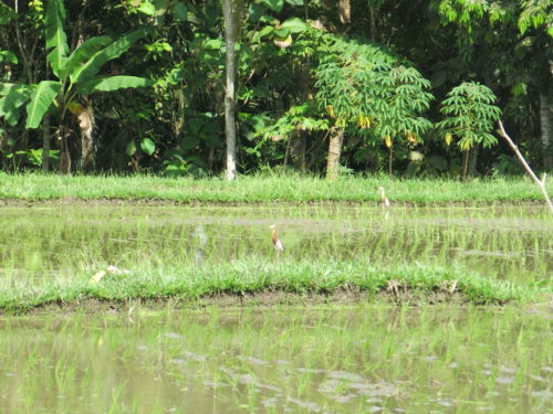 rice paddies in Ubud, Bali